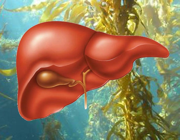 Using Fucoidan for Liver Disease